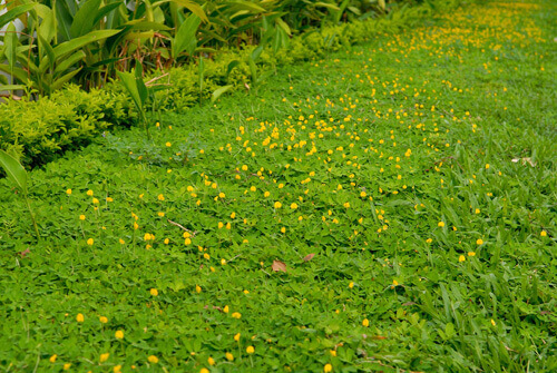 Công viên đường hoa 4